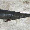 Melanistic Alligator Gar, released to fight again!